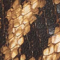 The Loriana - Image 6
